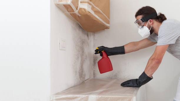 Professional Mold Removal technician working in Hampton, IL